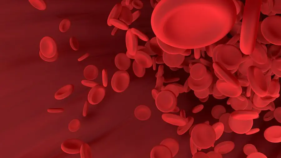 Globules rouges circulant dans un vaisseau sanguin