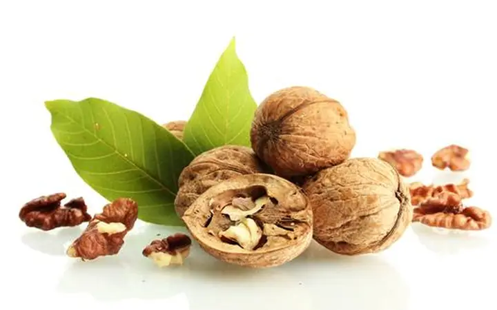 Feuilles de noyer (Juglans regia)
