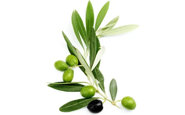Olive (Olea europaea)
